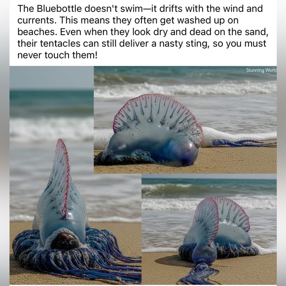 - #7 Follow Game 🐾🐶 - Picture 8 of 16